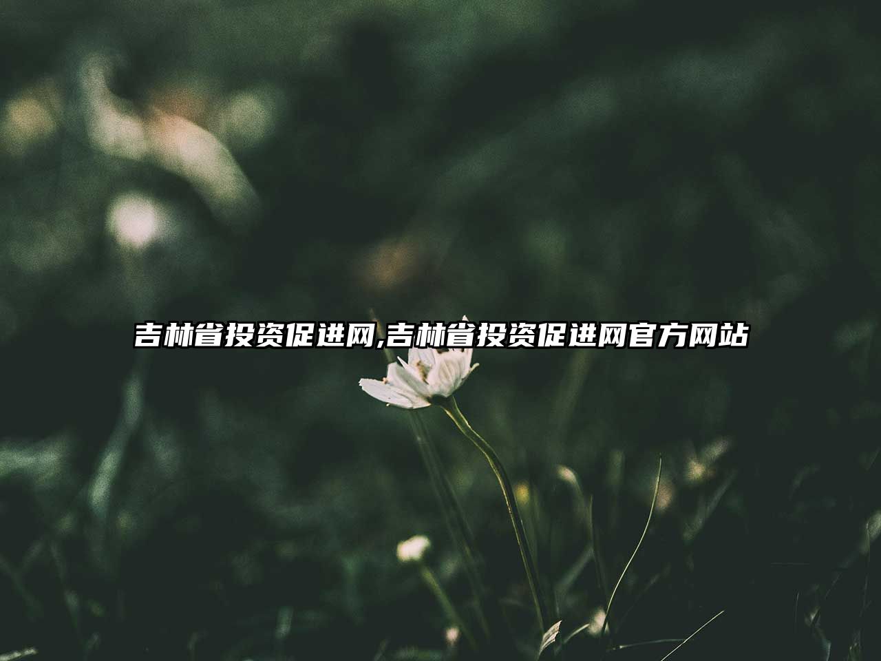 吉林省投資促進(jìn)網(wǎng),吉林省投資促進(jìn)網(wǎng)官方網(wǎng)站